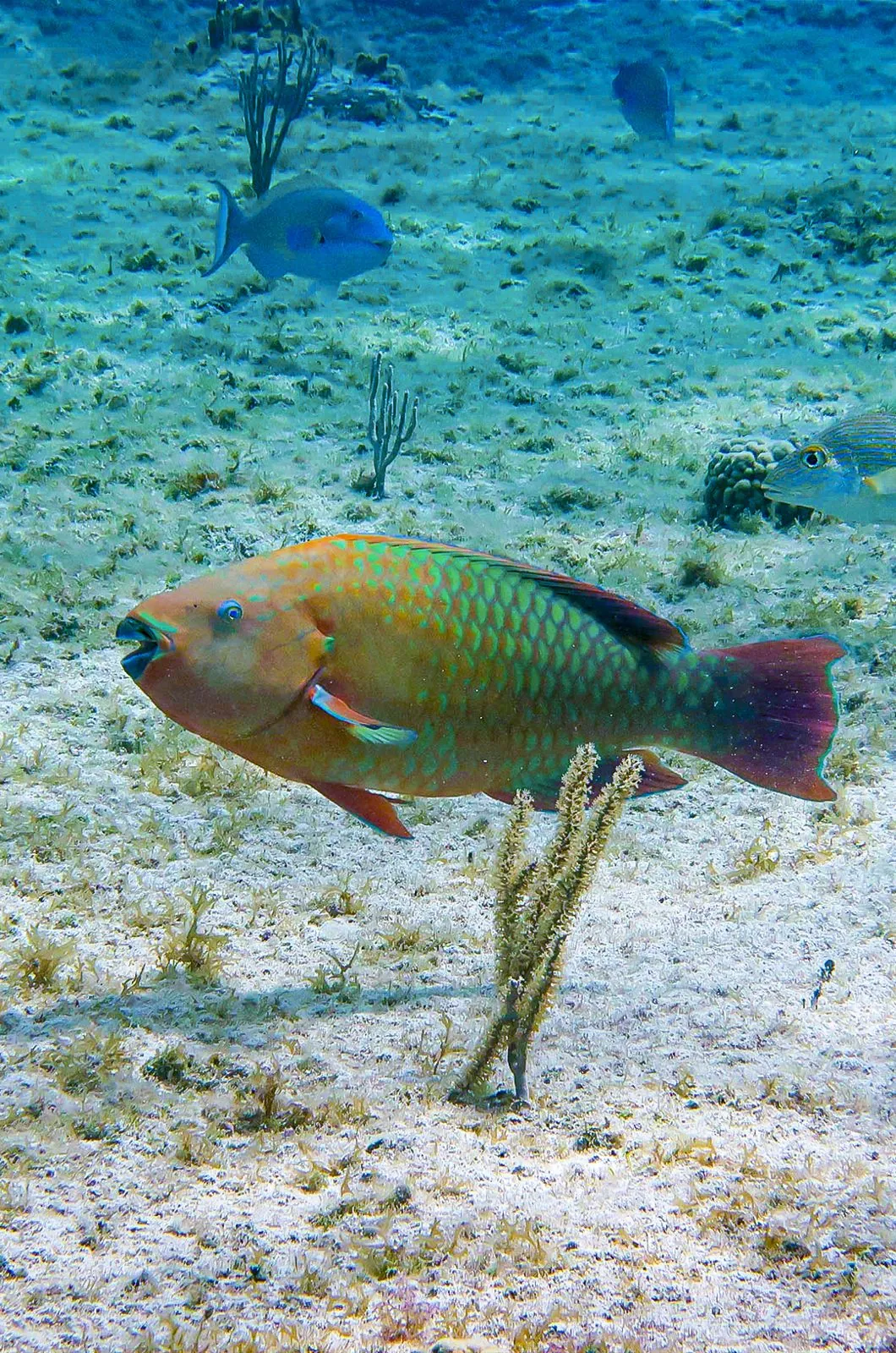 Cozumel sea safari, departing the island