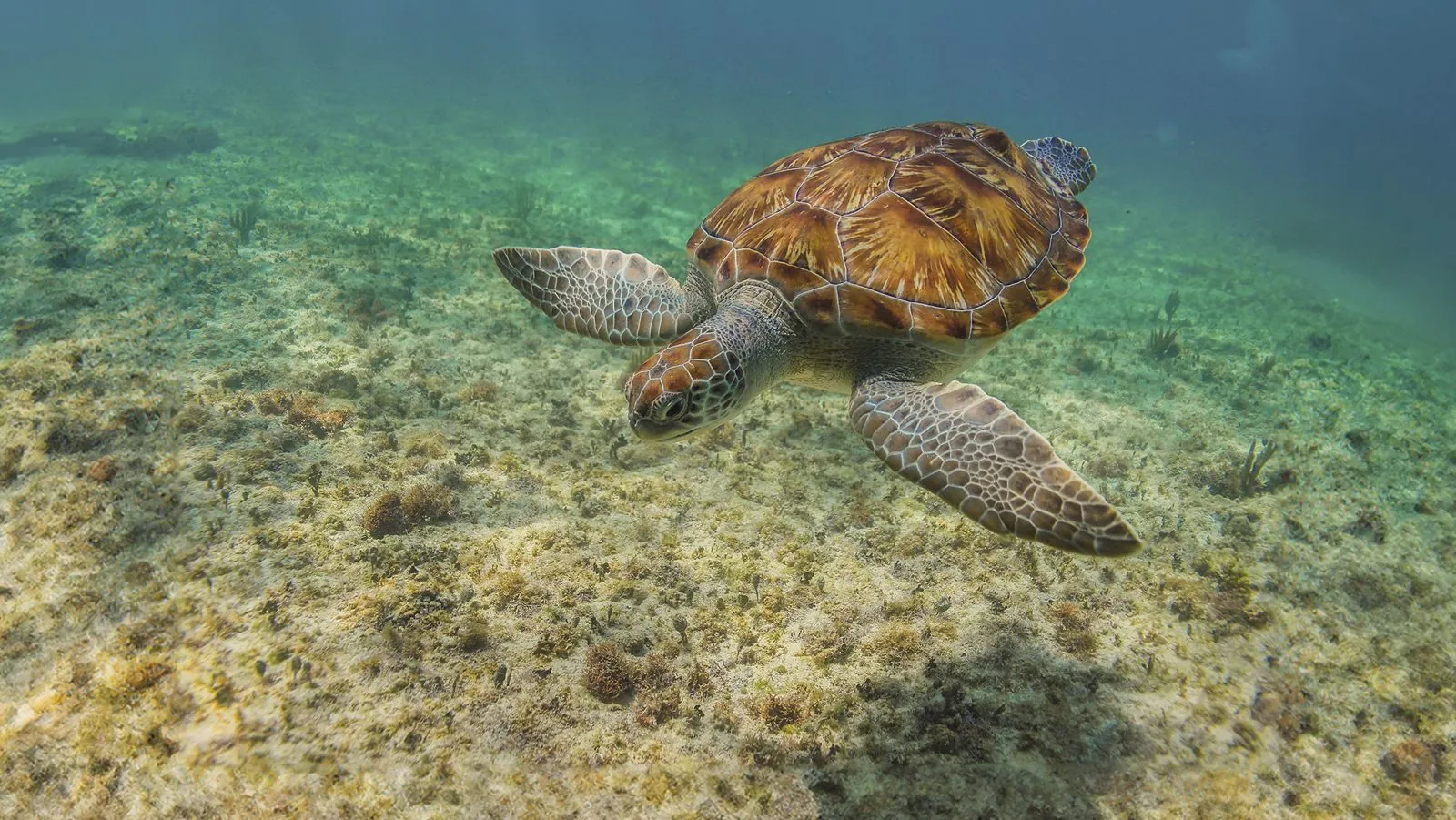 Ruinas de Tulum, cenote, tortugas y beach club