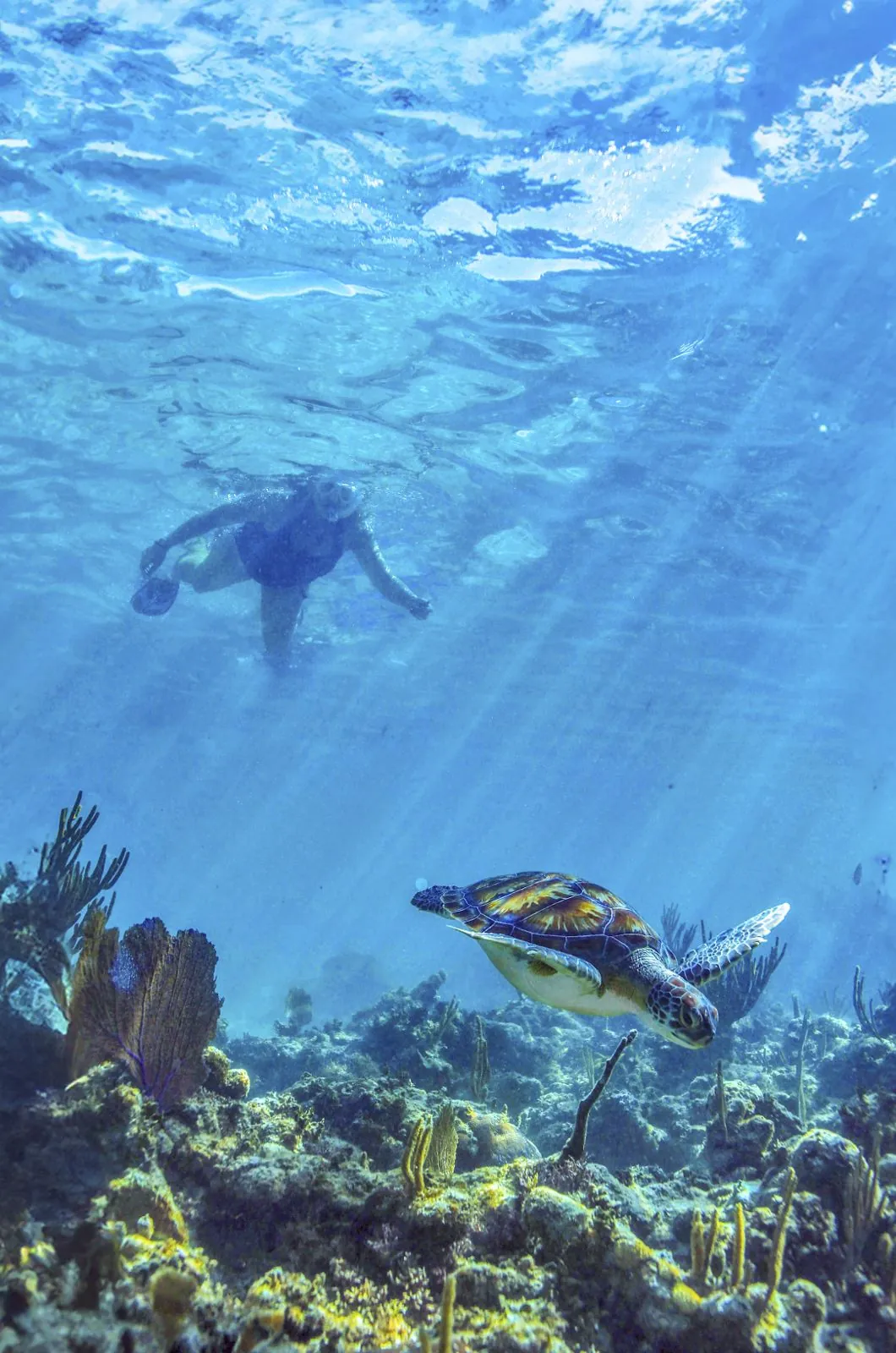Wildlife snorkel and Tulum ruins