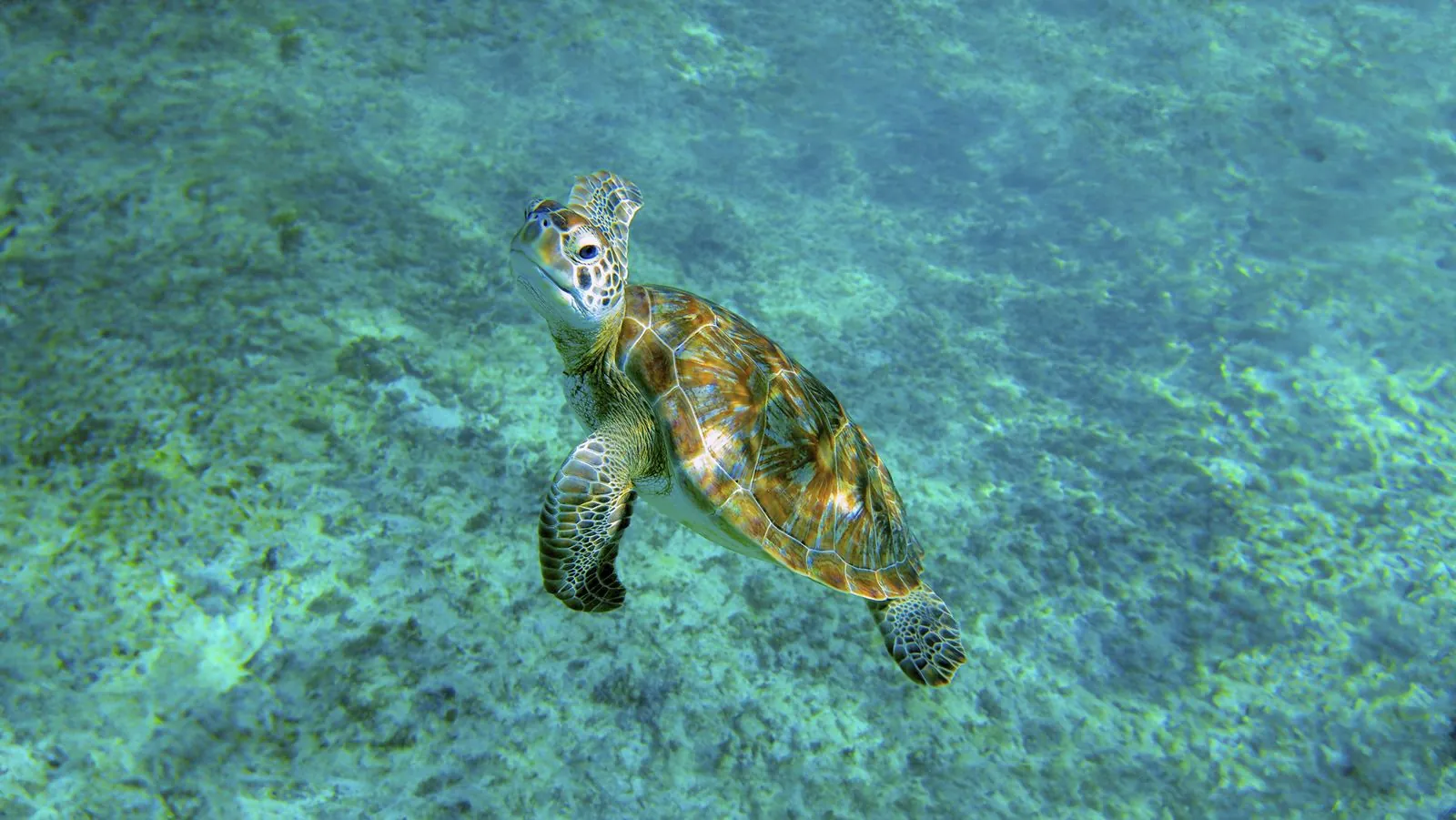 A cenote, turtles and a beach club